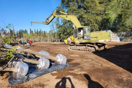 Seafrigo Group ensured the transport of jubaea chilensis (chile coconut tree) from Lobos in Argentina to Singapore
